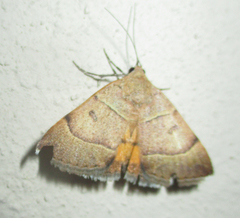 Plecopterodes moderata