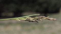 Poa pratensis pratensis