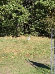Ardea cinerea