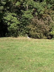 Ardea cinerea