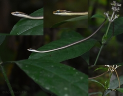 Dendrelaphis girii