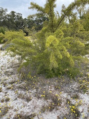 Hakea varia