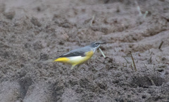 Motacilla cinerea patriciae
