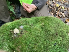 Anomodon longifolius