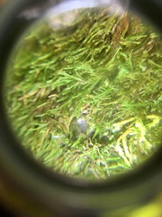 Anomodon longifolius