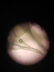 Eurhynchium angustirete