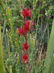 Allocasuarina monilifera