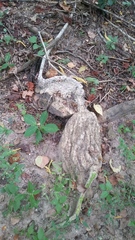 Ibervillea hypoleuca