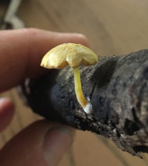 Pluteus hubregtseorum