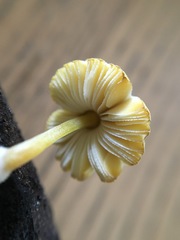 Pluteus hubregtseorum