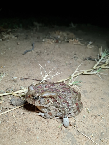 Garman's Toad