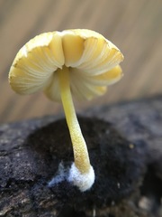 Pluteus hubregtseorum