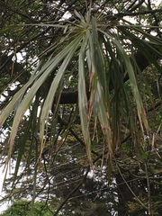 Trachycarpus fortunei