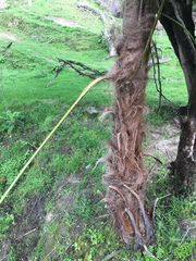 Trachycarpus fortunei