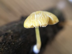 Pluteus hubregtseorum