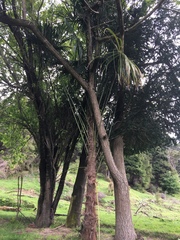 Trachycarpus fortunei