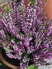 Calluna