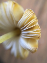 Pluteus hubregtseorum