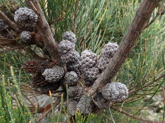 Allocasuarina monilifera