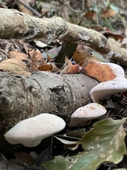 Abundisporus pubertatis