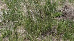 Poa pratensis pratensis