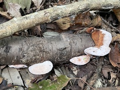 Abundisporus pubertatis