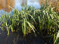 Sparganium erectum