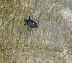 Proxys albopunctulatus