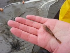 Crangon septemspinosa