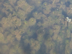 Ranunculus circinatus