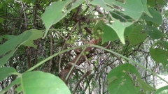 Bursera grandifolia
