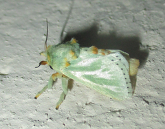 Coenobasis albiramosa