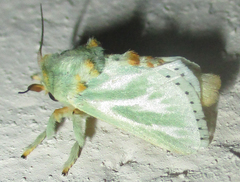 Coenobasis albiramosa