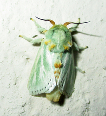 Coenobasis albiramosa