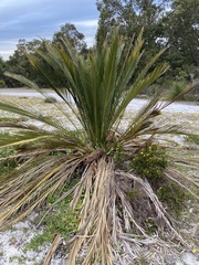 Macrozamia fraseri