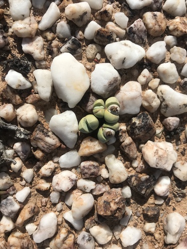 Argyroderma framesii