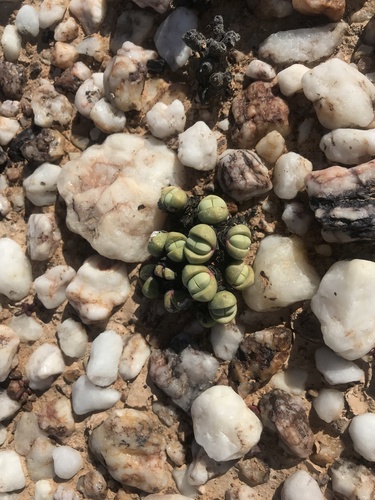 Argyroderma framesii