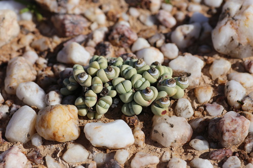 Argyroderma framesii