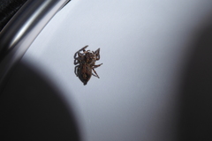 Anarrhotus fossulatus