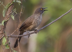 Arrow-Marked Babbler photo 3