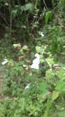 Salvia herbacea