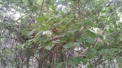 Bursera grandifolia