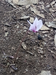 Cyclamen africanum