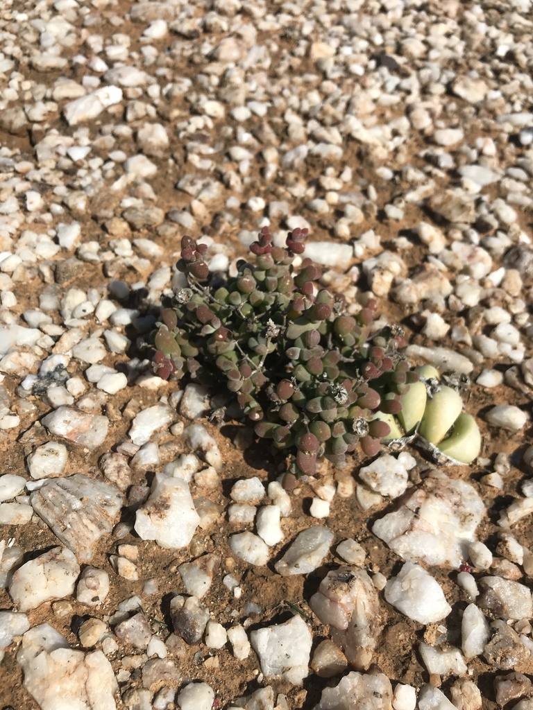 Drosanthemum diversifolium