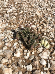 Drosanthemopsis diversifolia