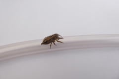 Anarrhotus fossulatus