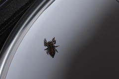 Anarrhotus fossulatus