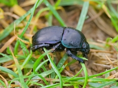 Geotrupes stercorarius