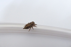 Anarrhotus fossulatus