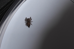 Anarrhotus fossulatus